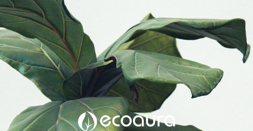 Regar plantas em demasia - Ecoaura