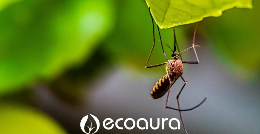Armadilha para mosquitos reutilizável - Ecoaura