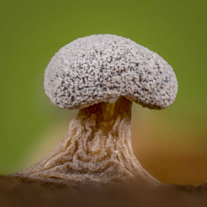 Desvendando a beleza dos fungos - Ecoaura